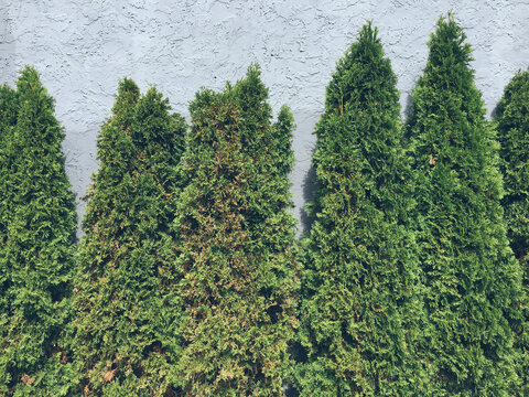 Green cedar hedge