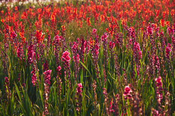 Field of mixed Gladioli flowers growing in evening light. Norfolk, UK.