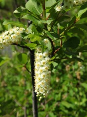 Chokecherry (Prunus virginiana) wildflowers at Sluice Boxes State Park in Little Belt Mountains, Montana