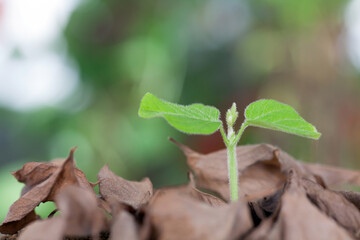 A green sprout grows out of a pile of withered leaves