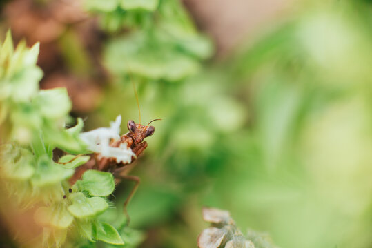 Mantis on the plants