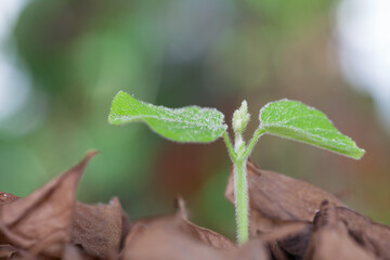 A green sprout grows out of a pile of withered leaves