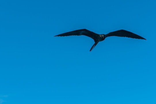 Firgate bird flying towards camera in sky