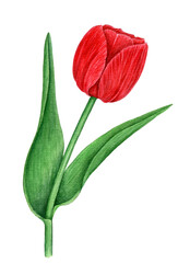 Vintage watercolor red tulip botanical illustration on a white background
