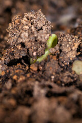 Close-up of bud breaking out of soil in spring