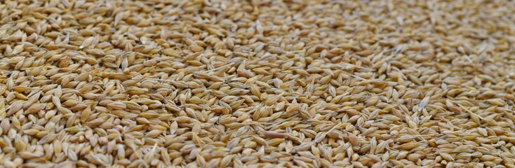 Grains are not whole barley in a shell in large quantities.