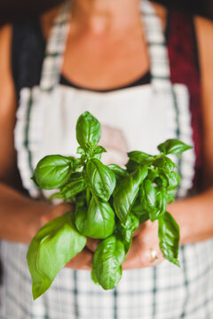 Senior Woman with Apron Showing Freshly Cutted Basil for Cooking