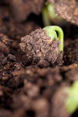Close-up of bud breaking out of soil in spring