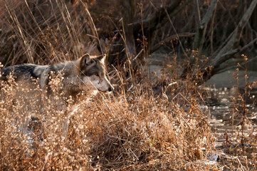 Wolves on the prowl in winter