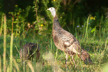 Wild Turkey hen with chick 2