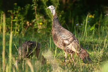 Hen and chick turkey