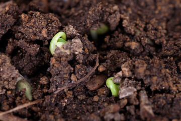 Close-up of young buds emerging from soil in spring