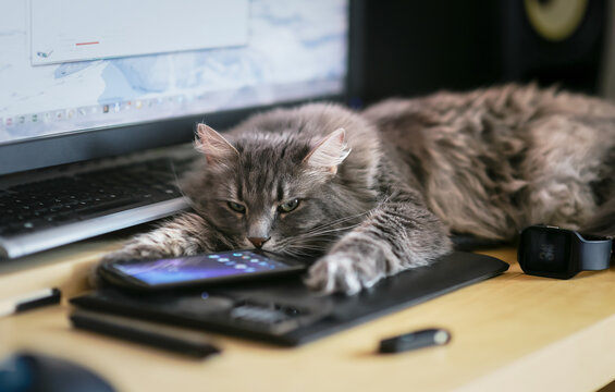 Chewie the cat is tired of technologies