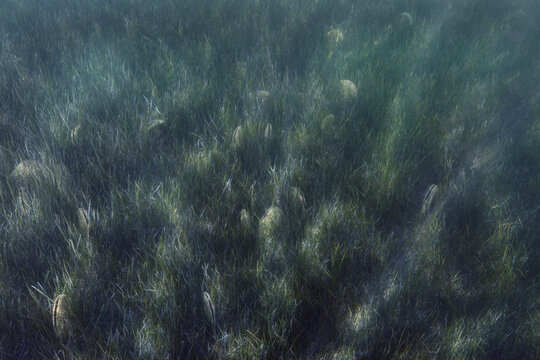 Sea grass meadow covered in pen shell underwater