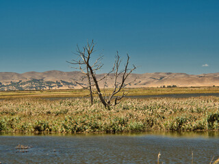 Dead tree in wetlands of California's delta region