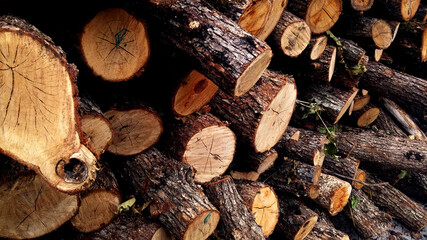 firewood