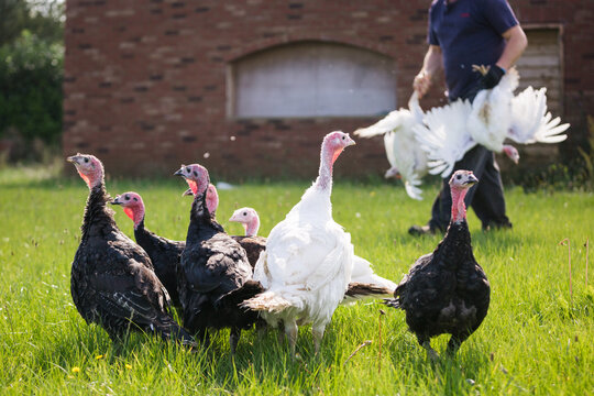Man with turkeys ouside on farm free range