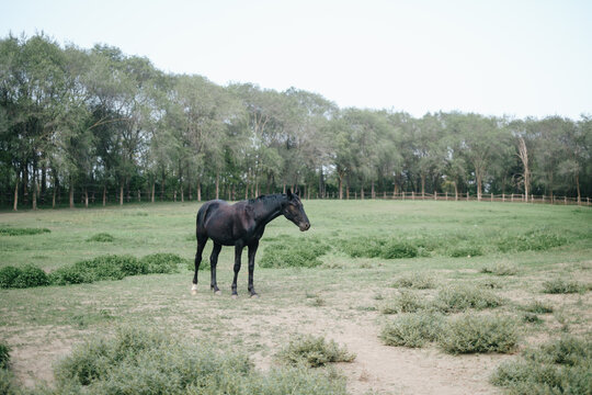 Black Horse At The Farm