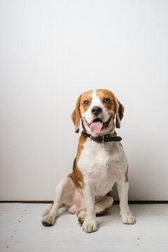 Beagle Sitting In Front Of The White Background