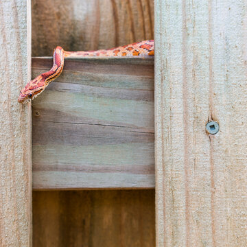 SouthEast American Corn Snake Hides on the Fence