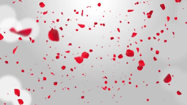 Pink romantic falling petals sakura or cherry. Loop 4K spring blossom green screen. Funeral, Wedding, Love, Passion, Dream, spirit, beauty, Death, Soul, Memorial, Event, Music, Business Presentations.