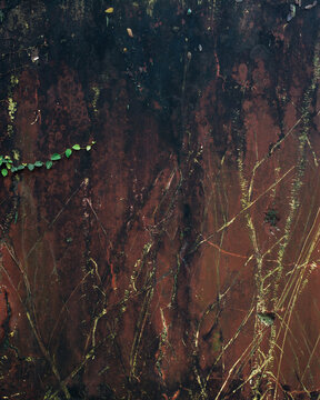 Dirty and textured walls with remnants and traces of old decayed vines