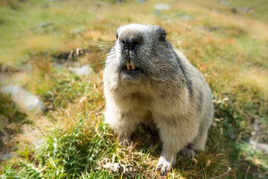 Cheeky marmot