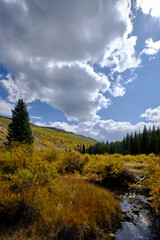 Fototapeta na wymiar Colorful aspens and stream in a valley near the Colorado Trail at Kenosha Pass, vertical landscape