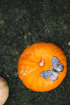 One pumpkin on grass