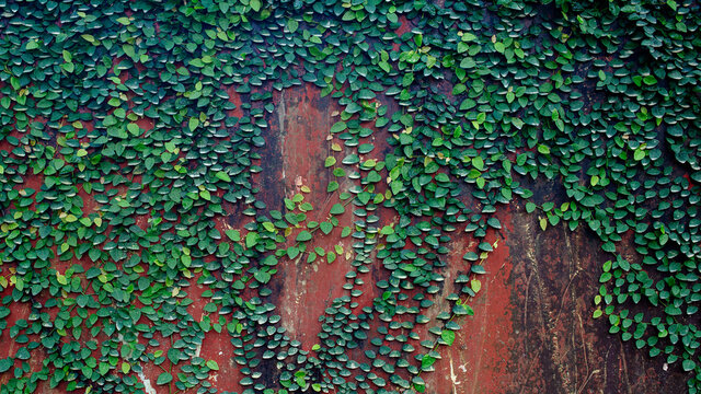 The vine intervention