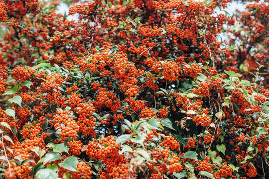 Autumnal pyracantha berries