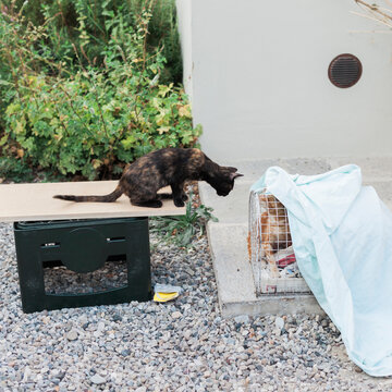 Cat looks at another young cat closed in cage while waiting to go to the vet