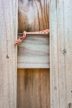 SouthEast American Corn Snake Hides on the Fence