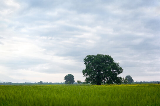 Summer countryside