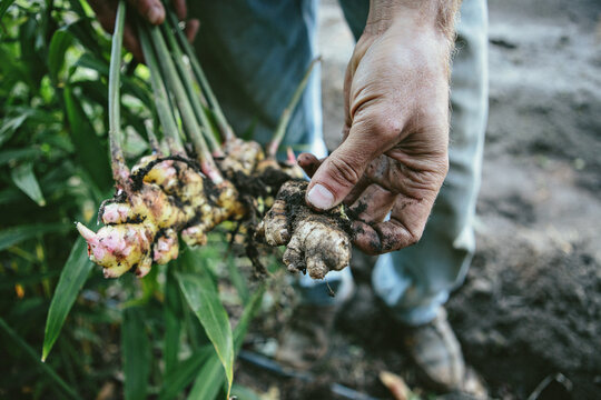 Ginger Root