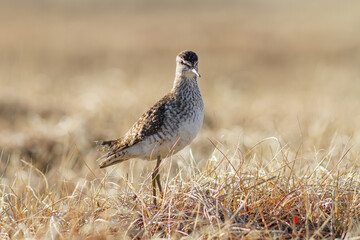 Wood sandpiper (Tringa glareola). Wild bird in the tundra in the Arctic in its natural habitat. The...