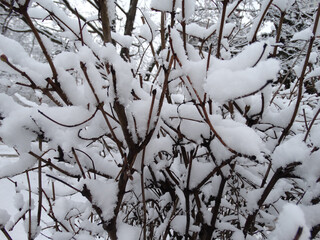 shrub covered with snow after a snowfall, selective focus