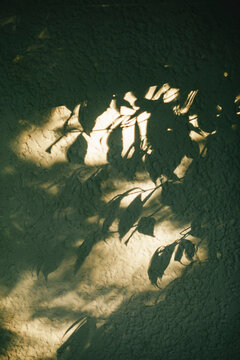 Shadow of plants on a white wall caused by the rising sun
