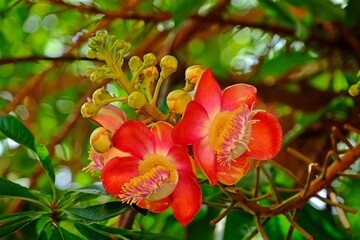 Beautiful Shorea robusta flower also known as, sakhua or shala.