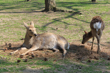 奈良公園のシカ