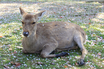 Fototapeta premium 奈良公園のシカ