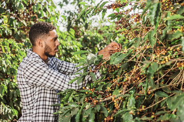 Young man picking coffee at plantation