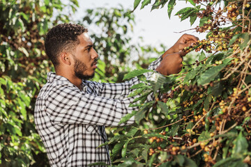 Man working on coffee plantation