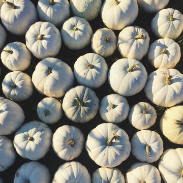 Pumpkins at a farm stand