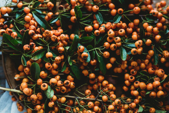 Orange pyracantha berries on a plate