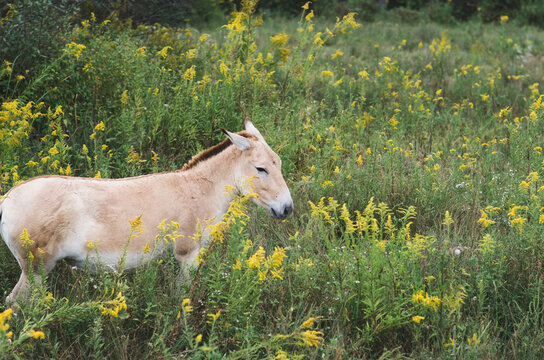 Persian Onager Animal