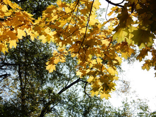 yellow leaves