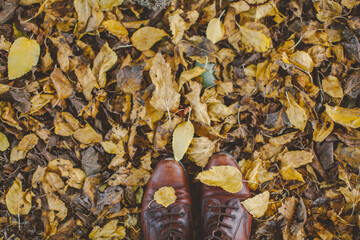Vintage brown woman shoes covered in yellow autumn leaves