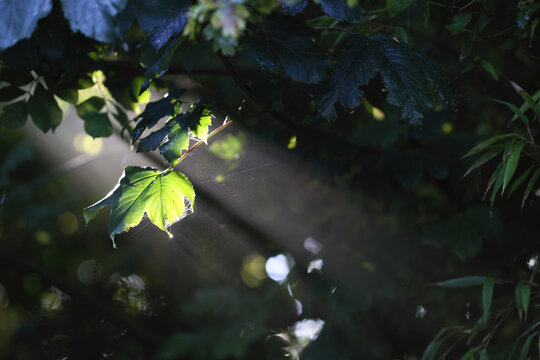 Sunbeam lighting a maple leaf in a dark garden