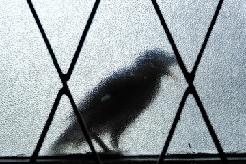 A bird perched on a grilled window sill, silhouette against tempered glass. Myna bird visits home. Concept for a messenger, spy, harbinger of dark omen, superstition or sign foretelling something. - obrazy, fototapety, plakaty
